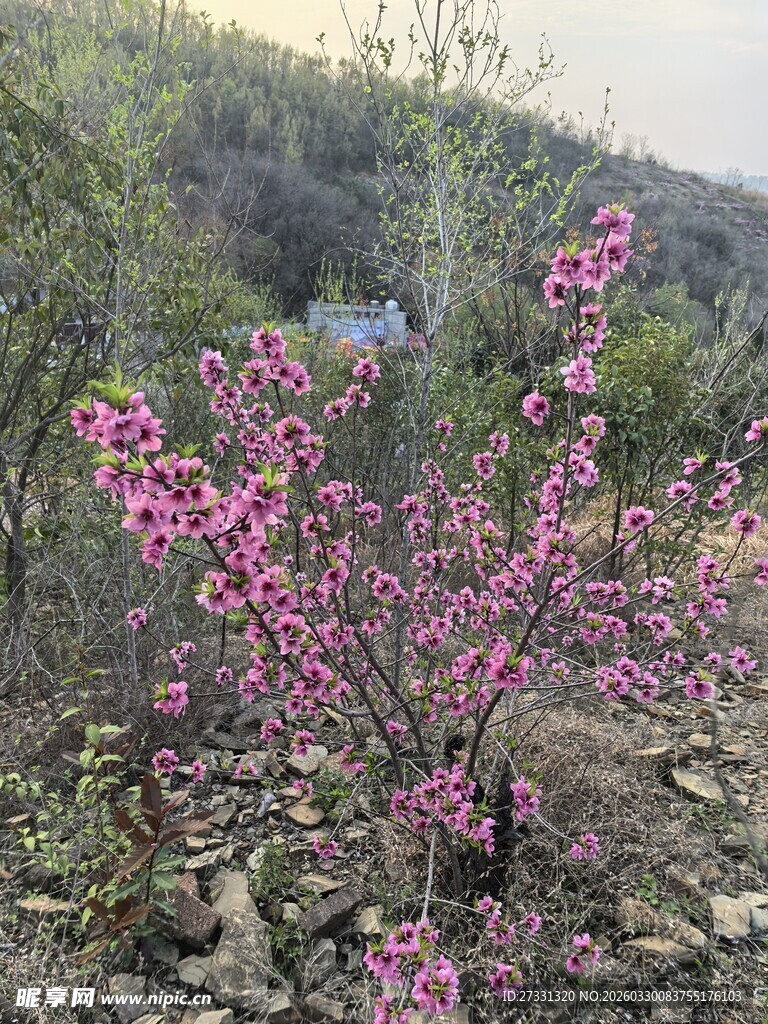 山间绽放的艳丽桃花