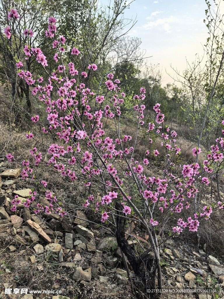 山间绽放的绚烂粉色花枝