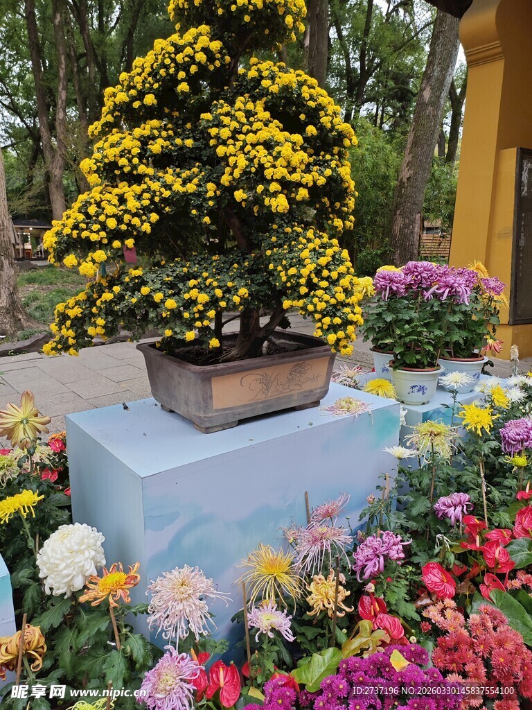 菊花盆景