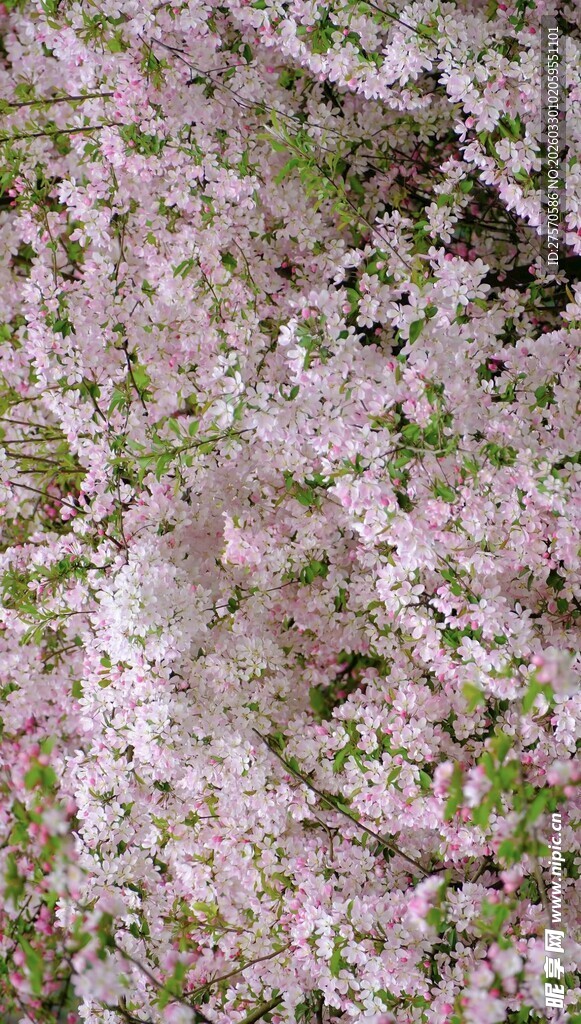 烂漫盛开的粉色繁花