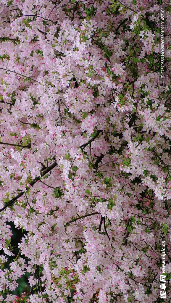 烂漫盛开的粉色樱花