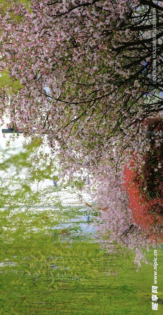 春日繁花下的绿地风光