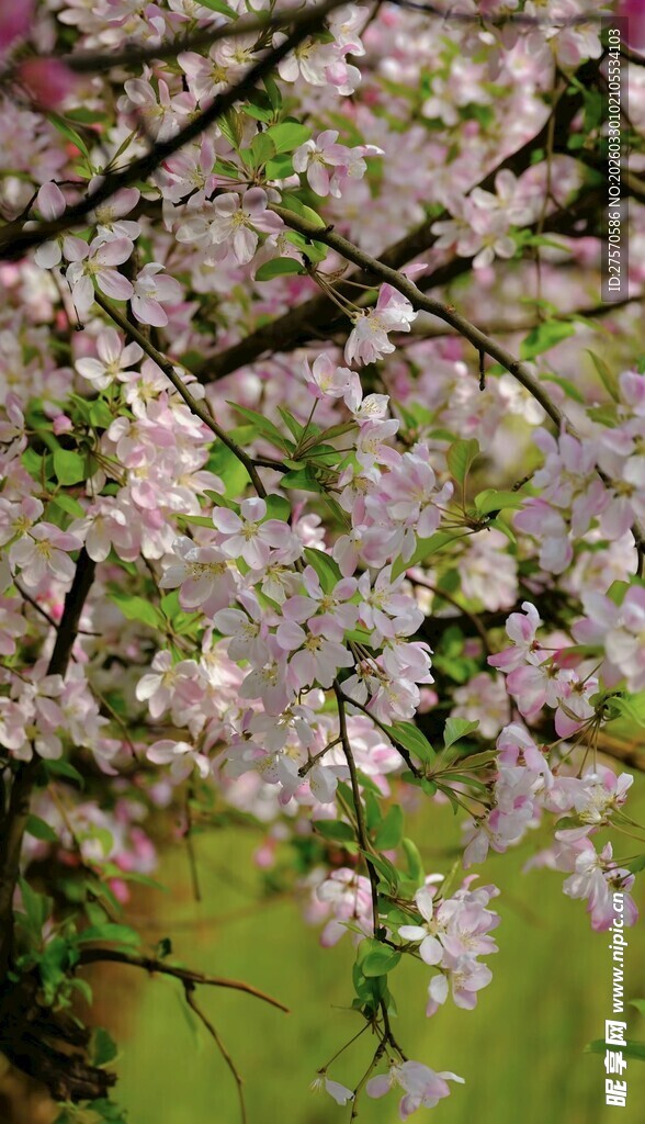 枝头绽放的美丽樱花
