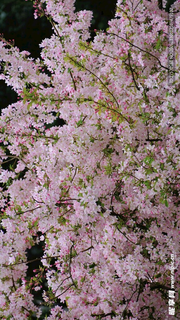 垂枝樱花绽放美丽瞬间