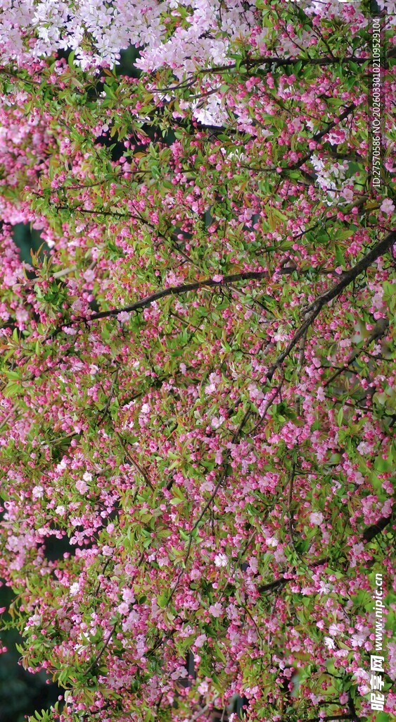 烂漫樱花枝头绽放