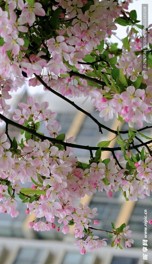 枝头繁花绽 春色入眼帘