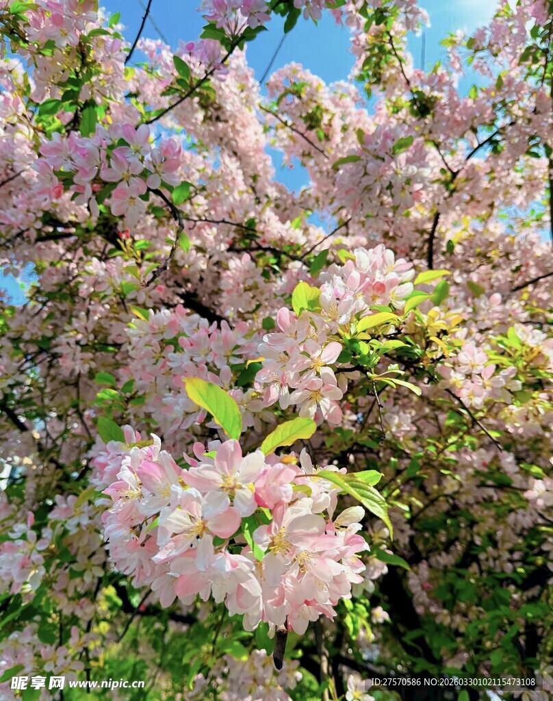 盛开的粉色繁花