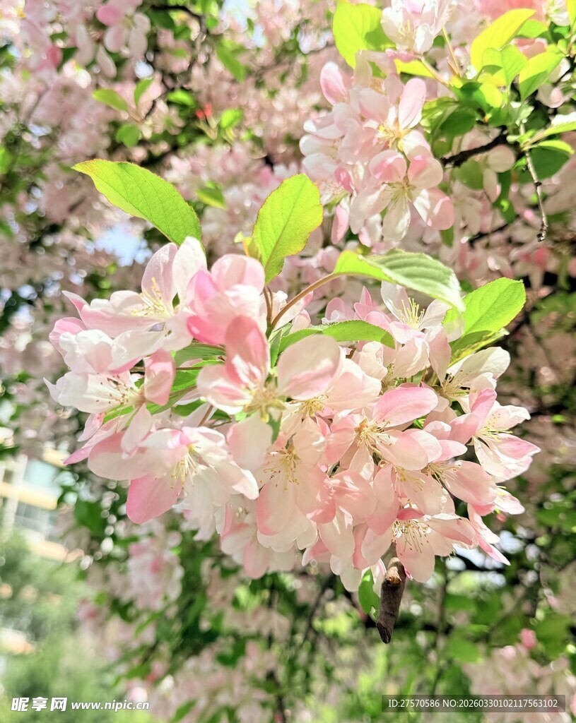 盛开的粉色繁花