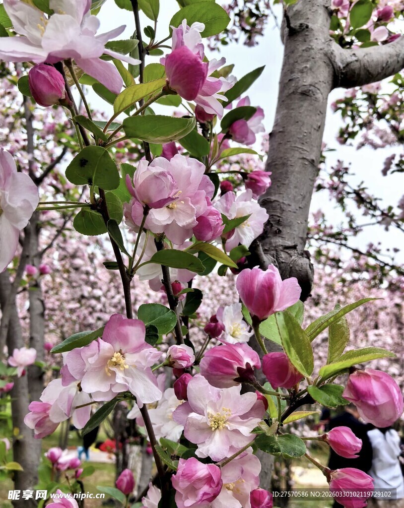 盛开的粉色繁花