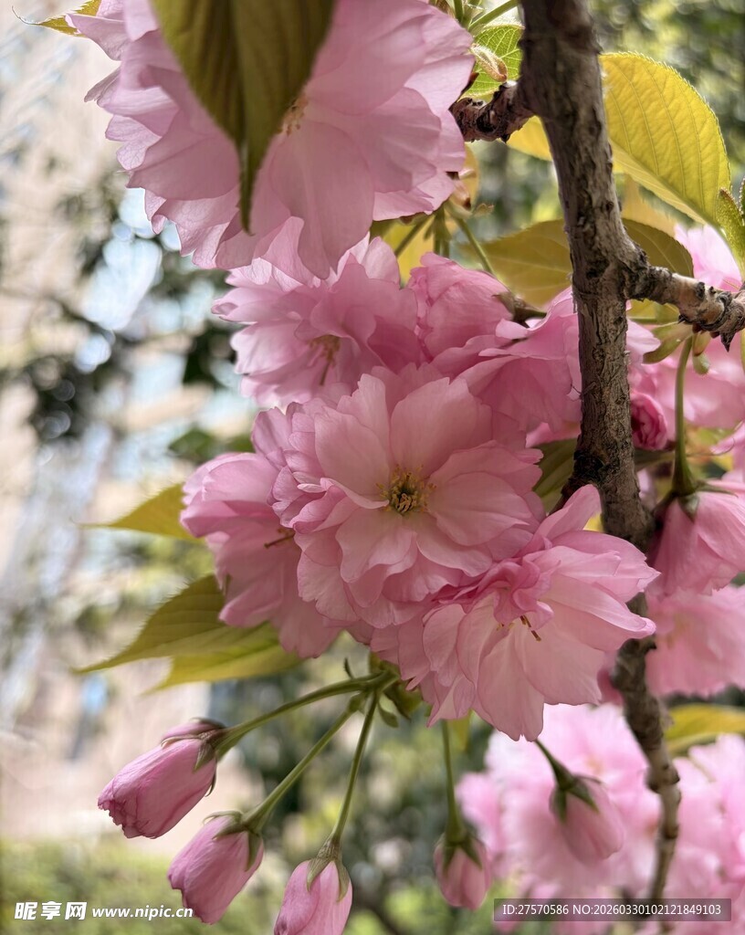 娇艳绽放的粉嫩樱花