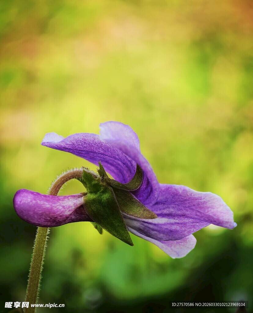 紫色堇菜花特写