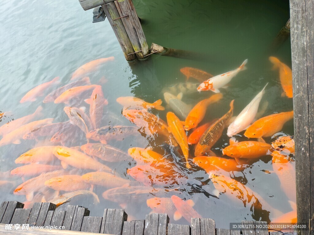 池塘边聚集的多彩锦鲤鱼