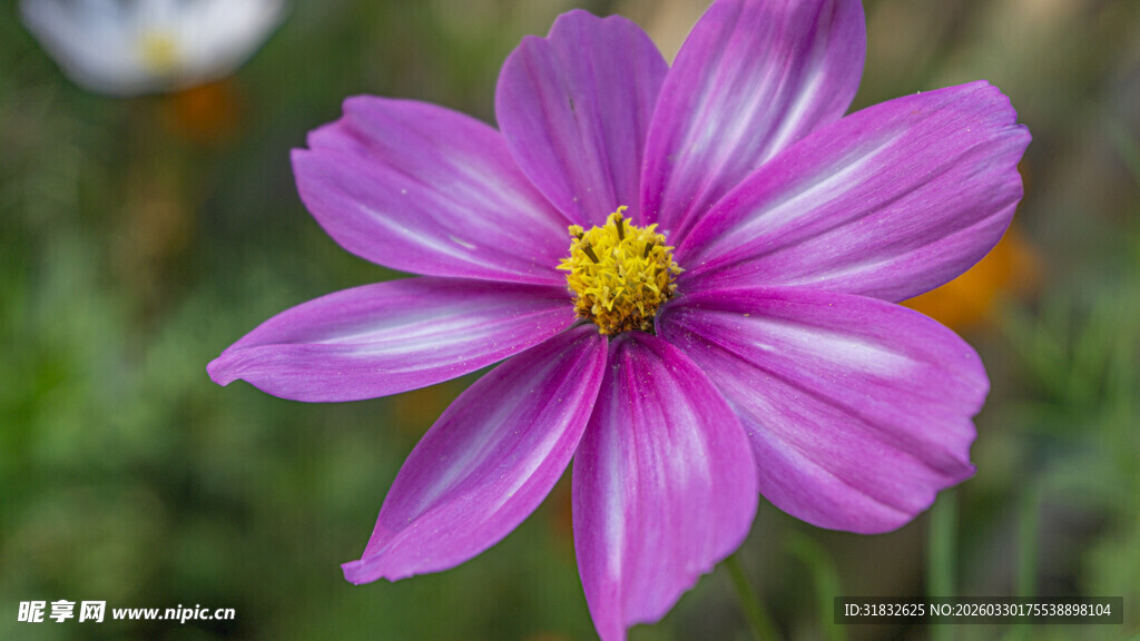 美丽紫色波斯菊绽放