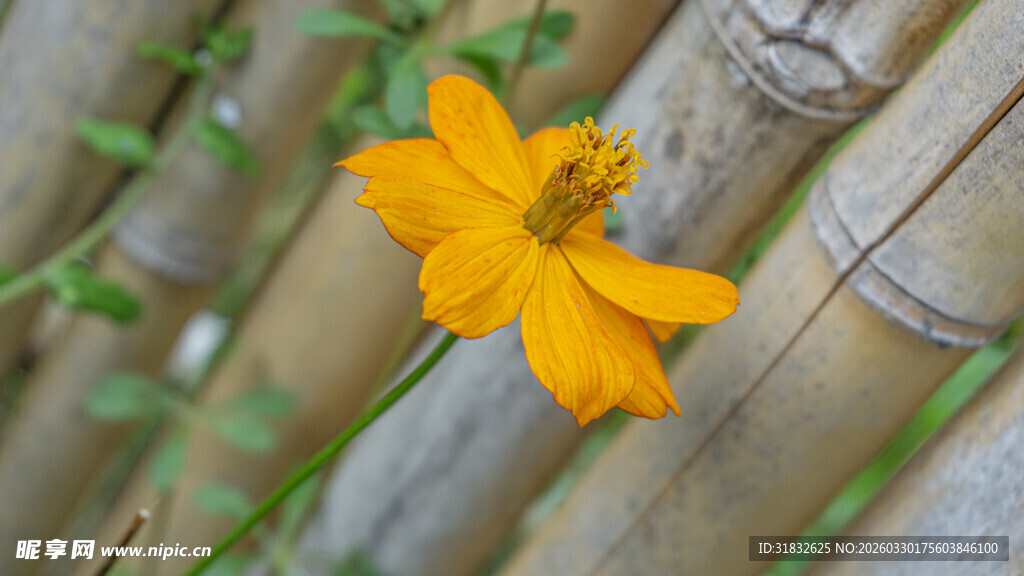 波斯菊 竹间绽放的黄色小花