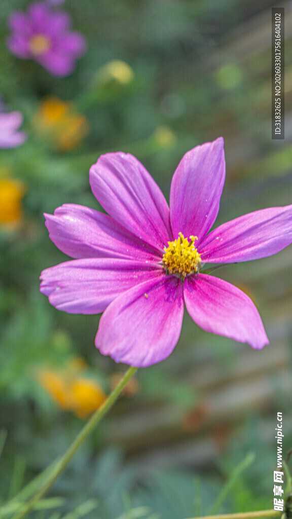 娇艳波斯菊绽放