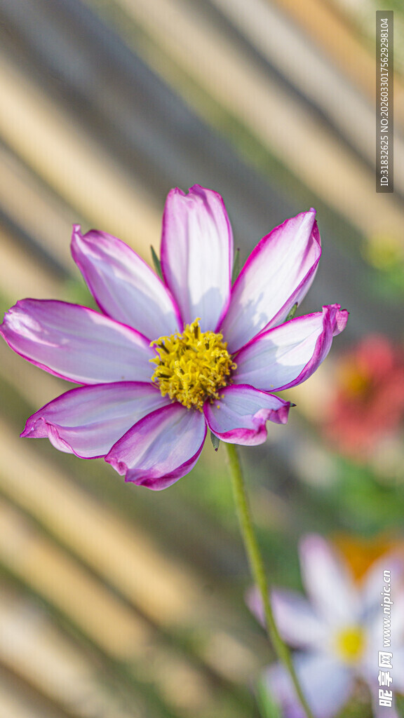 粉紫波斯菊特写