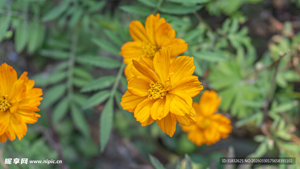 波斯菊 鲜艳橘黄色花朵绽放