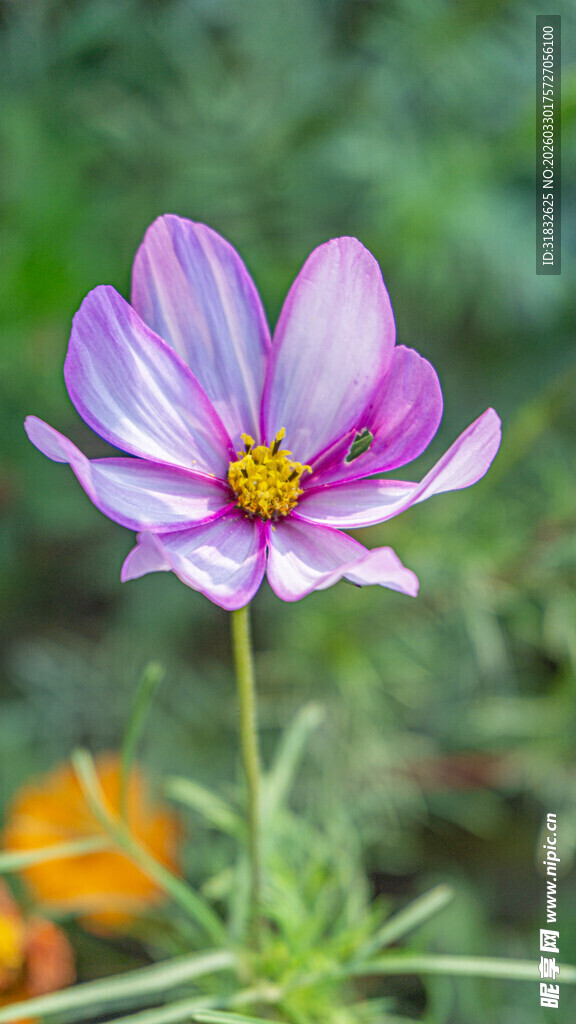 美丽波斯菊特写