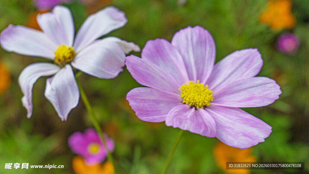 两朵娇艳波斯菊绽放