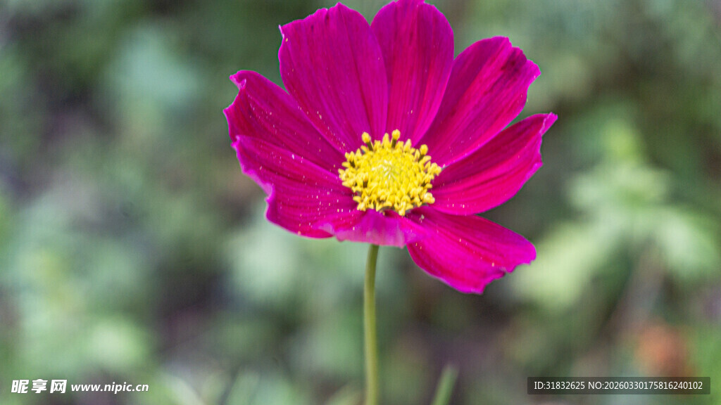 娇艳波斯菊绽放