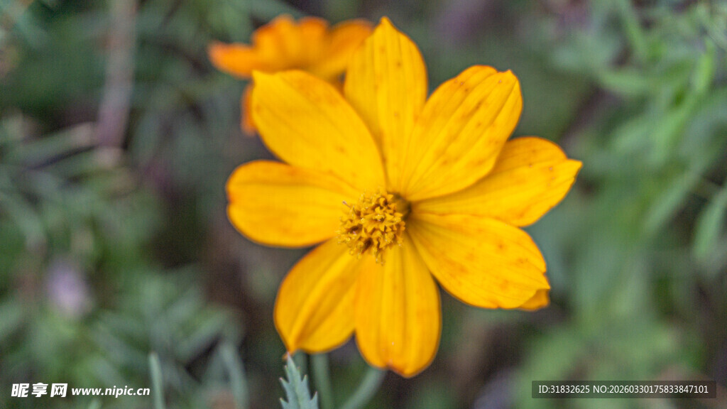波斯菊 黄色小花特写