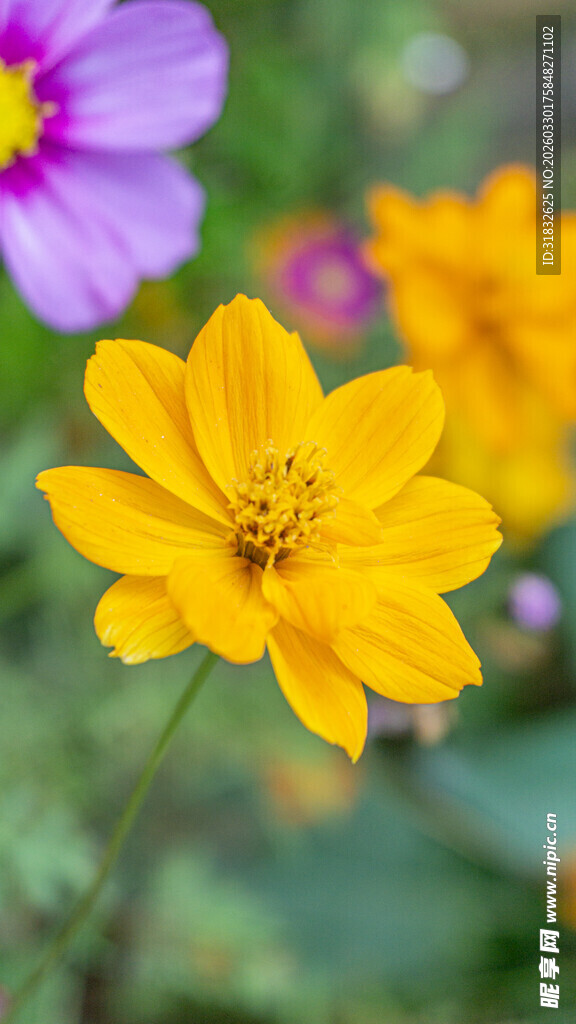 波斯菊 娇艳黄色花朵与紫色花