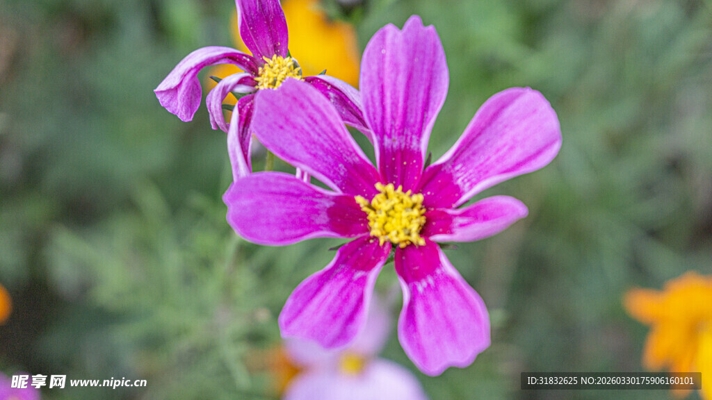 波斯菊 娇艳粉色花卉特写