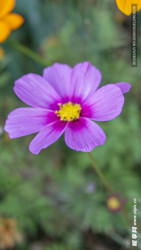 波斯菊 紫色小花绽放