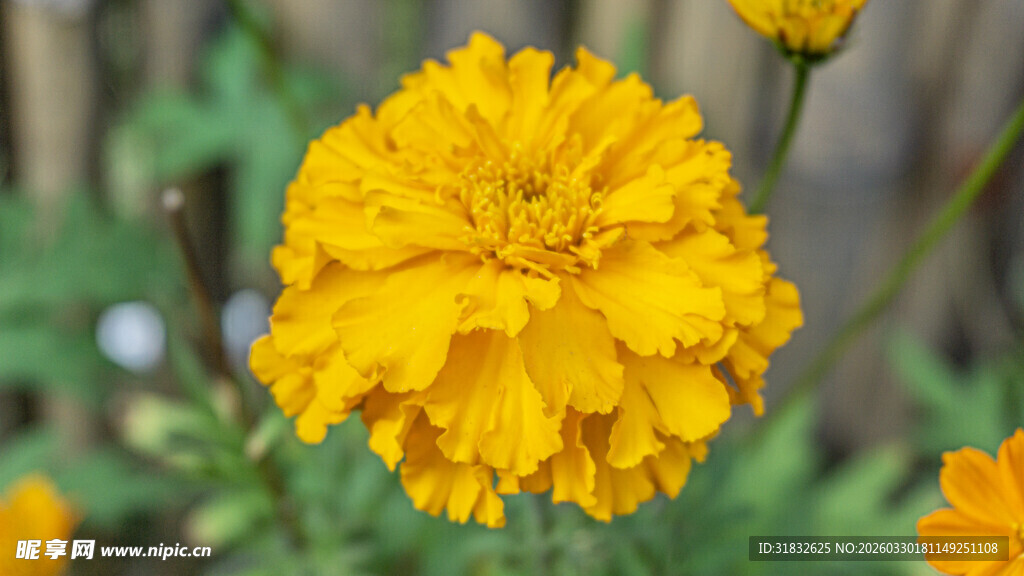 黄色万寿菊特写