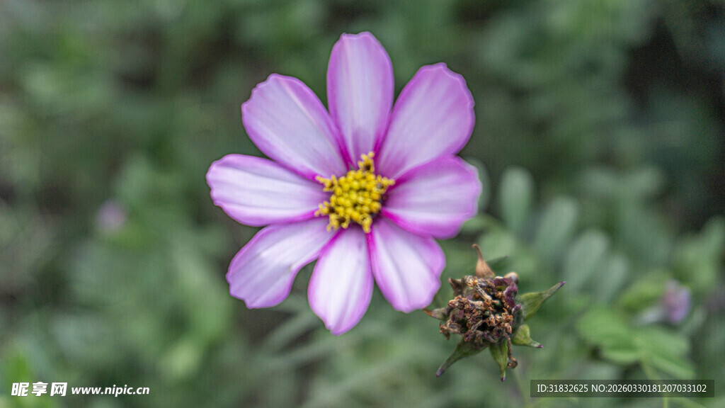 单朵紫色格桑花绽放