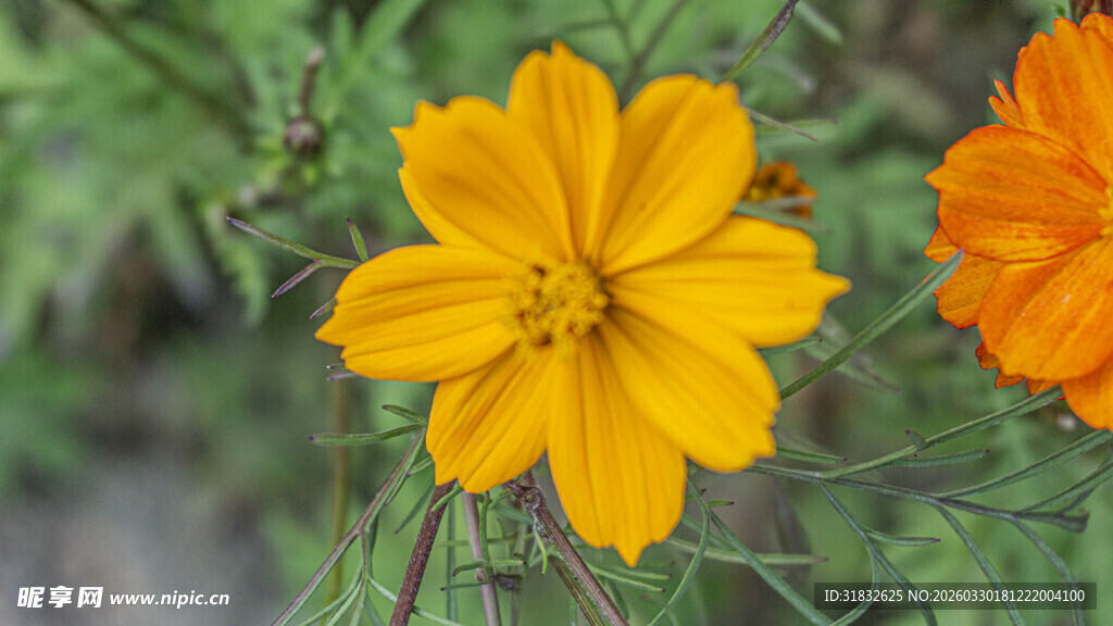 两朵明艳绽放的美丽波斯菊