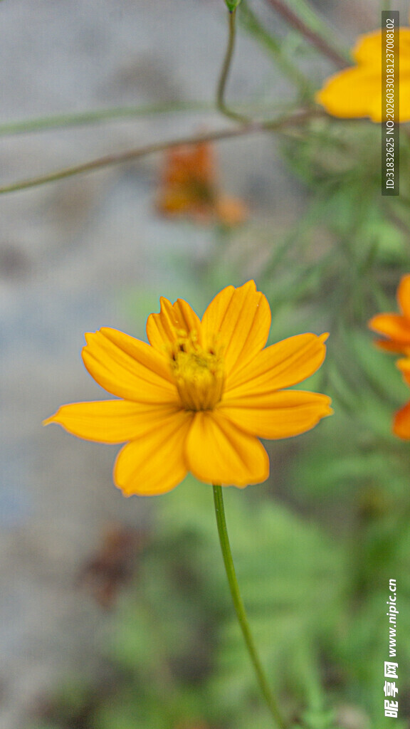 单朵黄色波斯菊特写