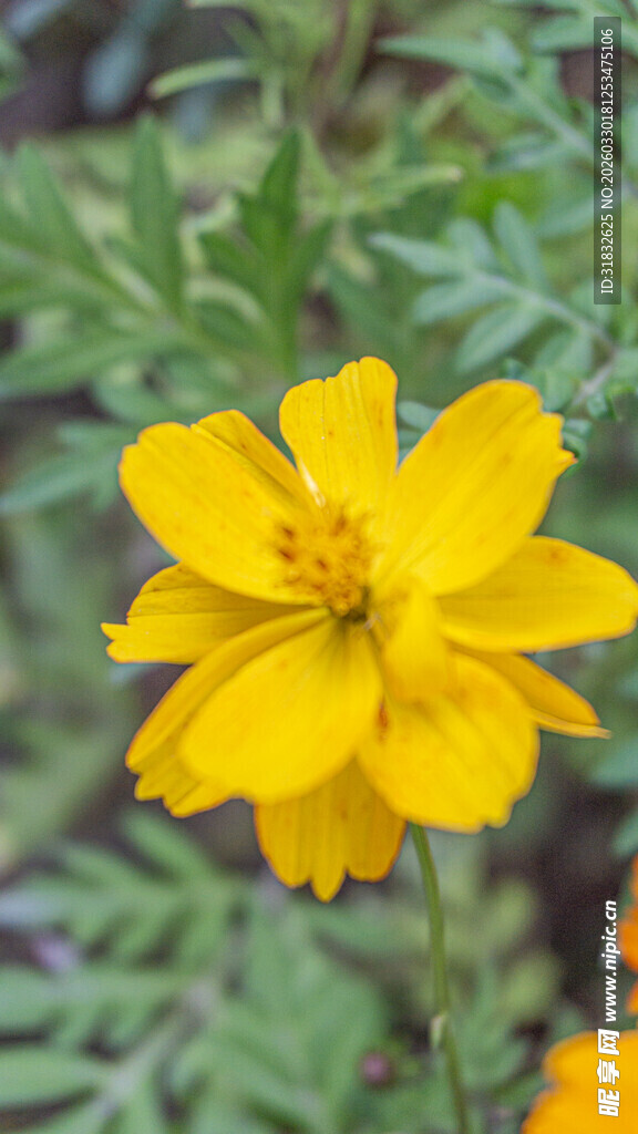 黄色美丽波斯菊花朵
