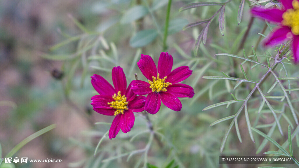 娇艳波斯菊绽放于草丛