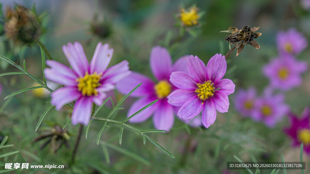 娇艳波斯菊与飞舞蜜蜂