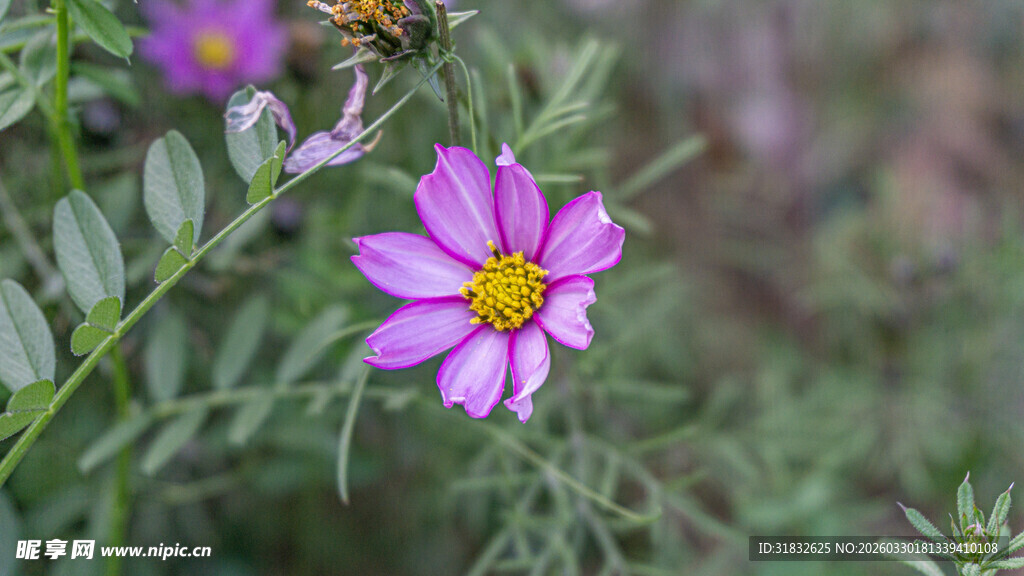 娇艳波斯菊绽放