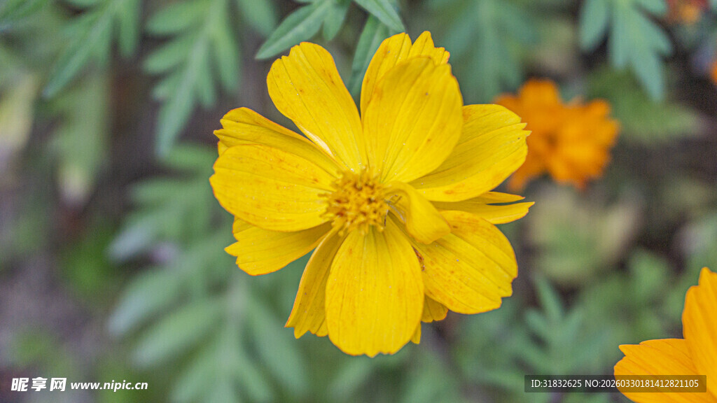 波斯菊 黄色花朵特写