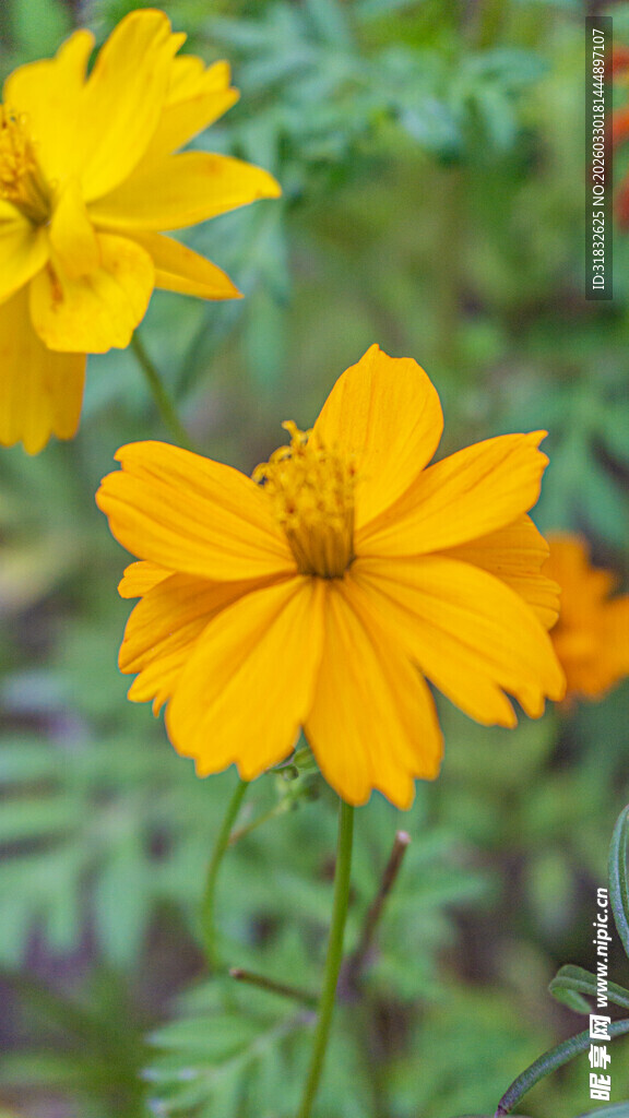 两朵明艳黄色波斯菊