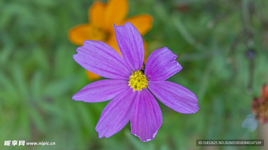 波斯菊 紫色小花绽放于绿意间