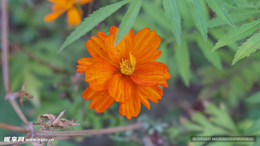 波斯菊 橙色花朵绽放绿叶间