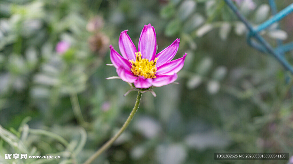 娇艳波斯菊绽放于自然