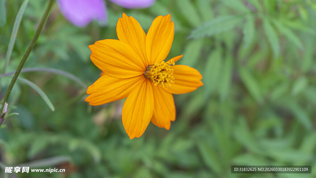 波斯菊 单朵黄色花朵绽放绿意中