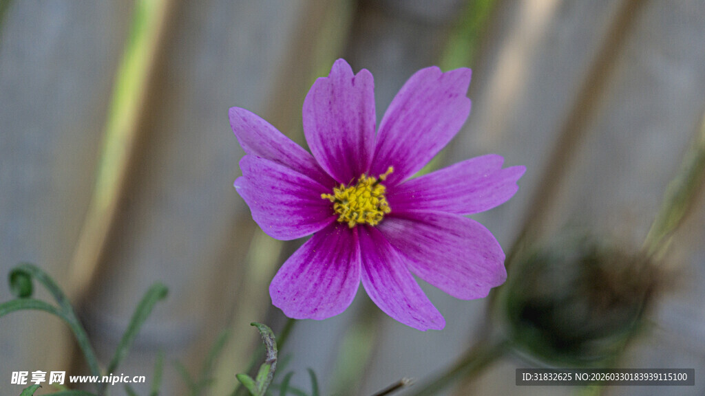 波斯菊 娇艳紫色小花特写