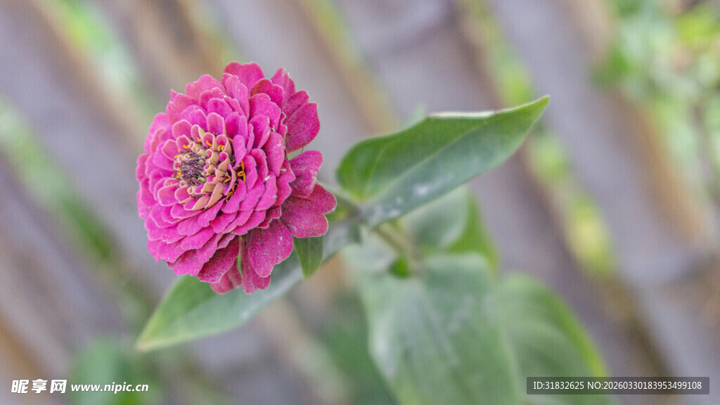 百日菊 娇艳粉色花朵特写