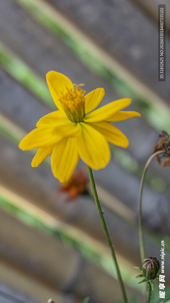 波斯菊 黄色小花特写