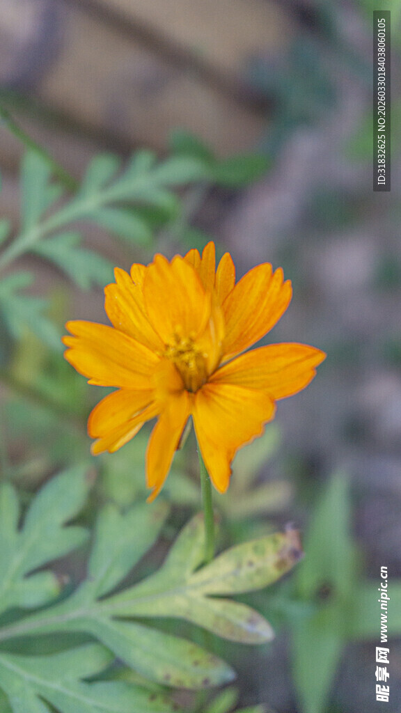 单朵黄色小花清晰特写