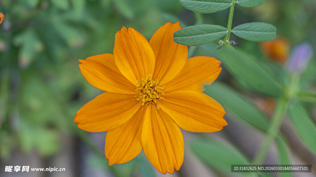 黄色波斯菊特写
