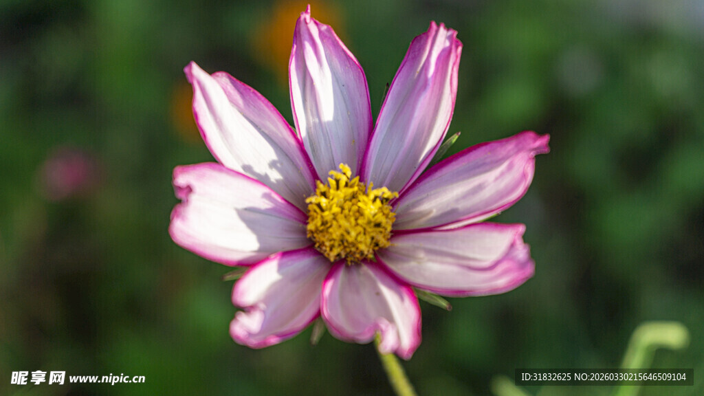 美丽波斯菊特写
