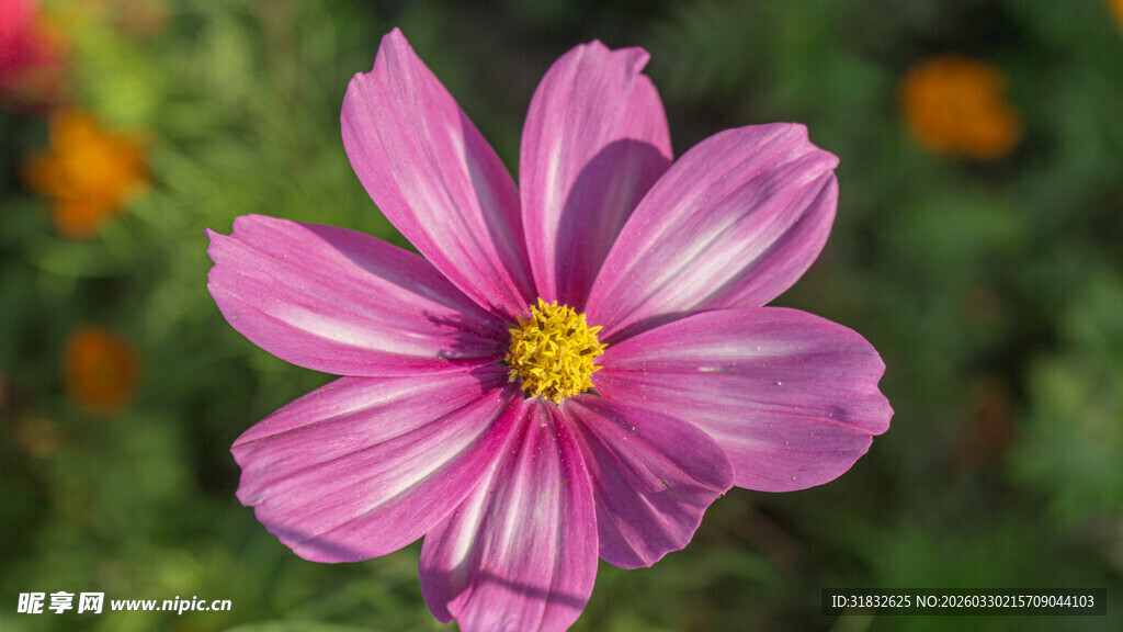粉色波斯菊特写