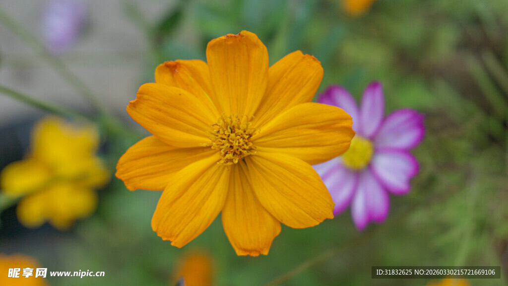 波斯菊 绽放的橙色花朵